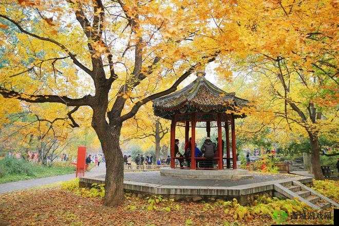 泰拉瑞亚黑暗艺术家套装的获取方法与属性详解：探索隐藏属性及套装特性探索攻略