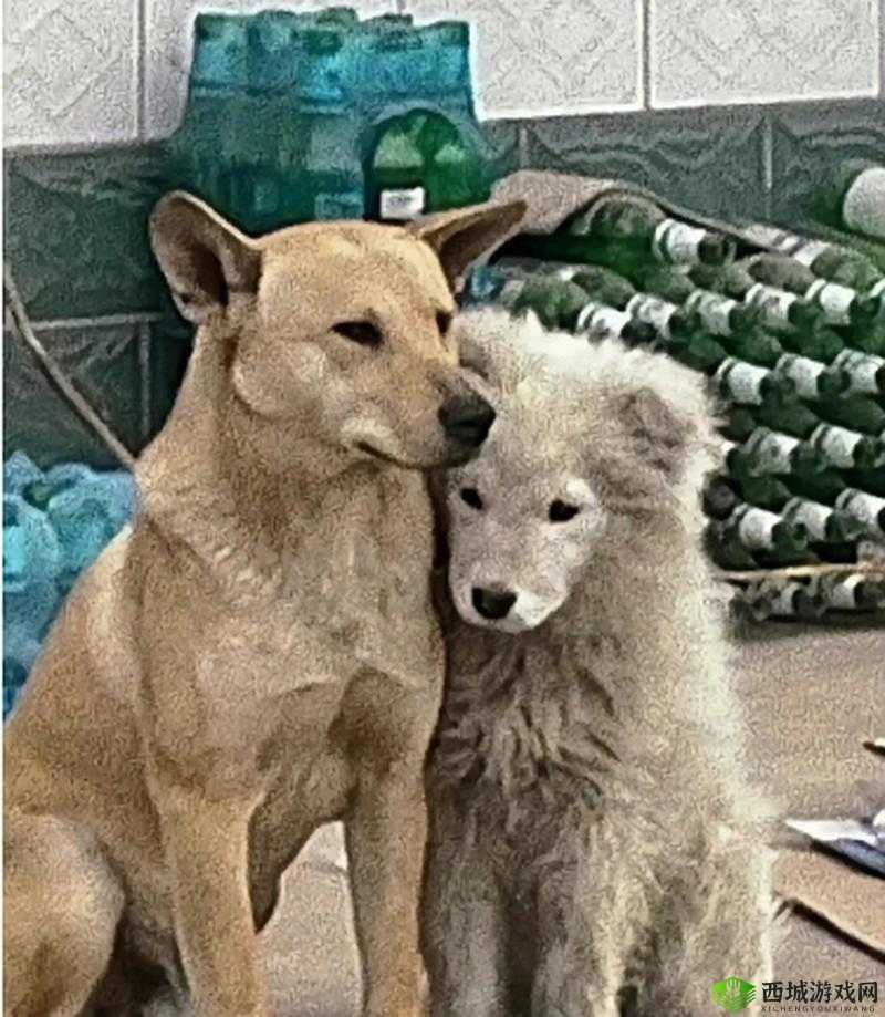 落难公主与民间糙汉猎户:不禁撩的奇妙故事