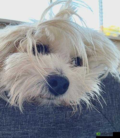 狗狗的东西又硬又烫：关于这个现象的一些思考