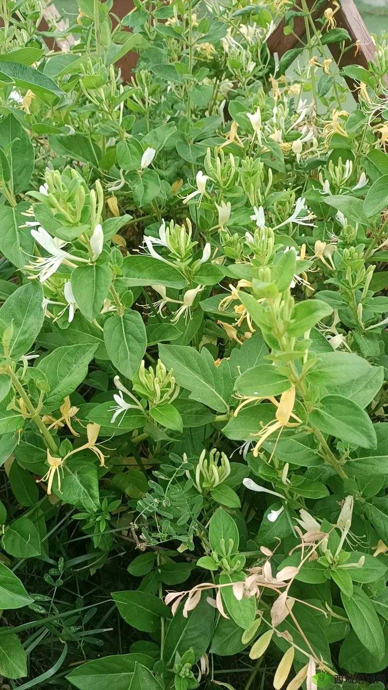 银色器物 TXL 金银花:神秘的存在