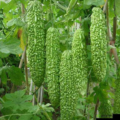 1313 苦瓜：神奇的蔬菜