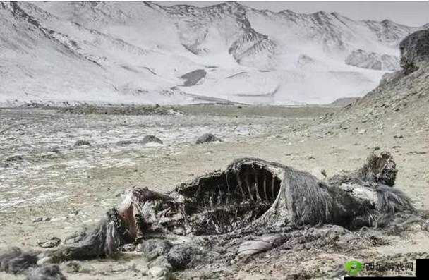 亚洲无人区码一码二码三码四码:探险者的禁地