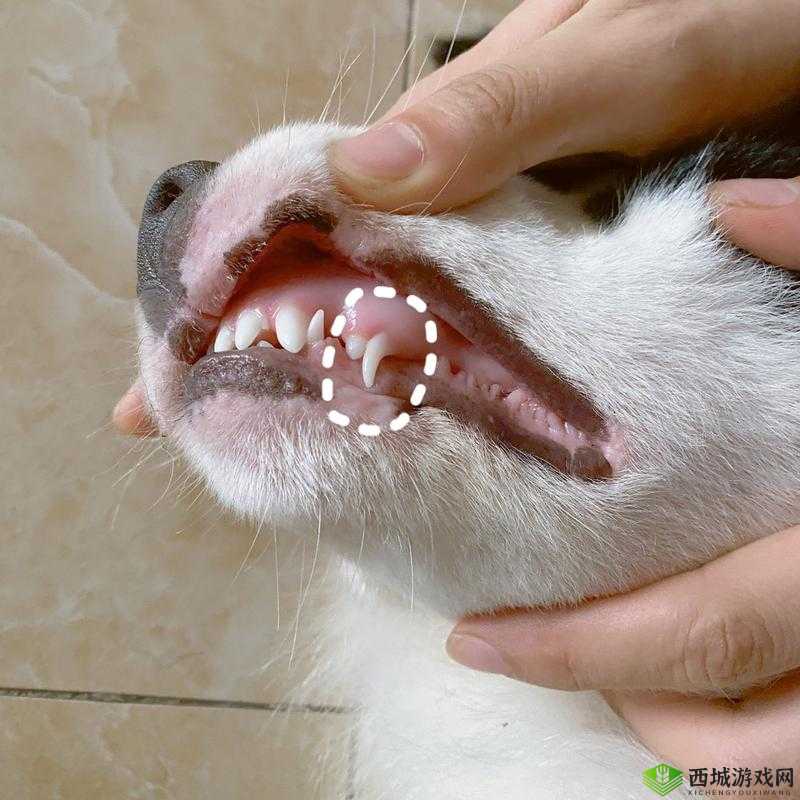 狗狗的东西又硬又长怎么办：求助