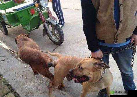 人和狗交配 MBA：伦理与商业的碰撞