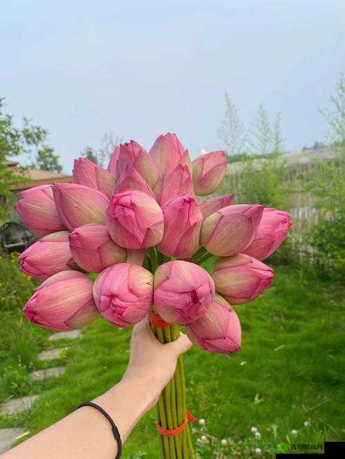 女性半夜莲花开放会自愈吗健康新视角之探索