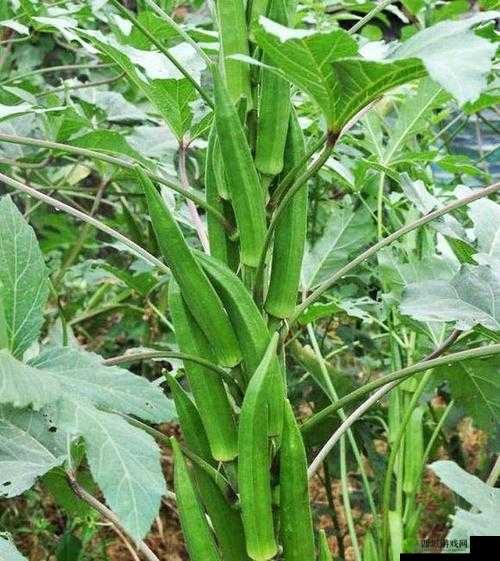 未满十八岁的人能吃秋葵吗：答案在这里