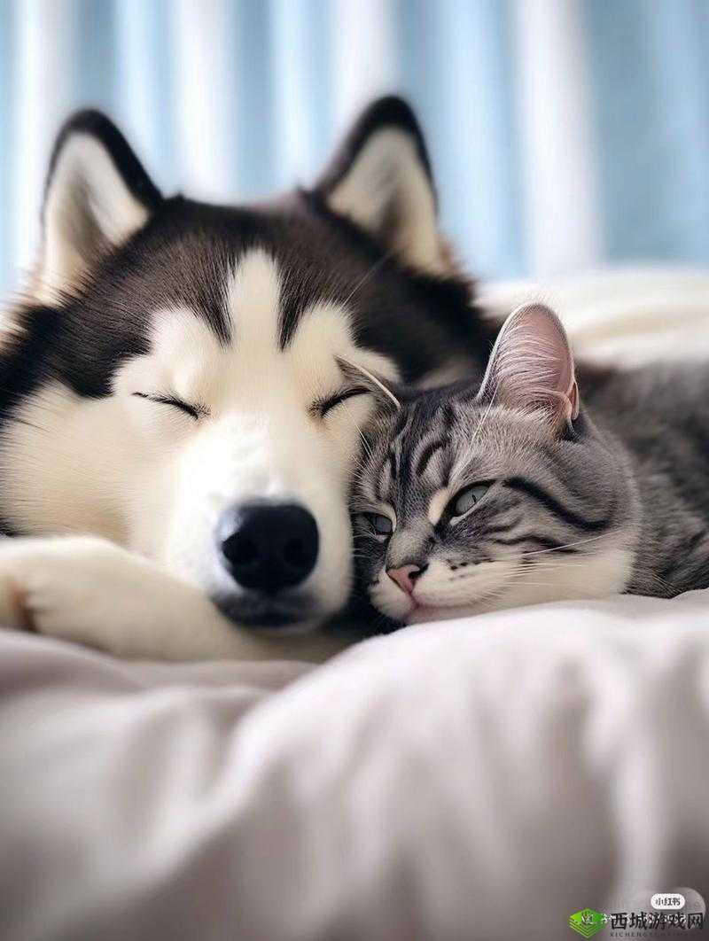 人与兽乂乂乂乂：一场跨越物种的情感纠葛