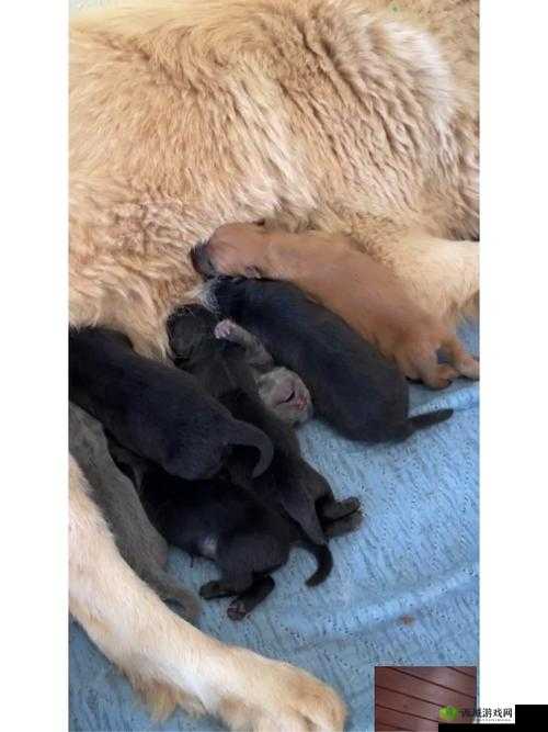 狗 Zoom 与人类 Zoom 谁更好