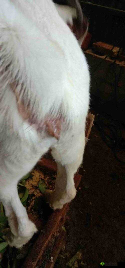 母羊正常的水门是什么样的：科普介绍