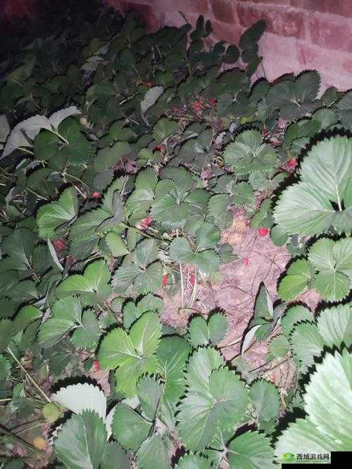 草莓湿漉漉:是好事还是恶性?