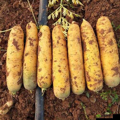 萝卜黄 9.1：独特的品种优势