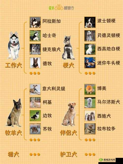 人狗胶配方大全狗狗相关知识及配方汇总