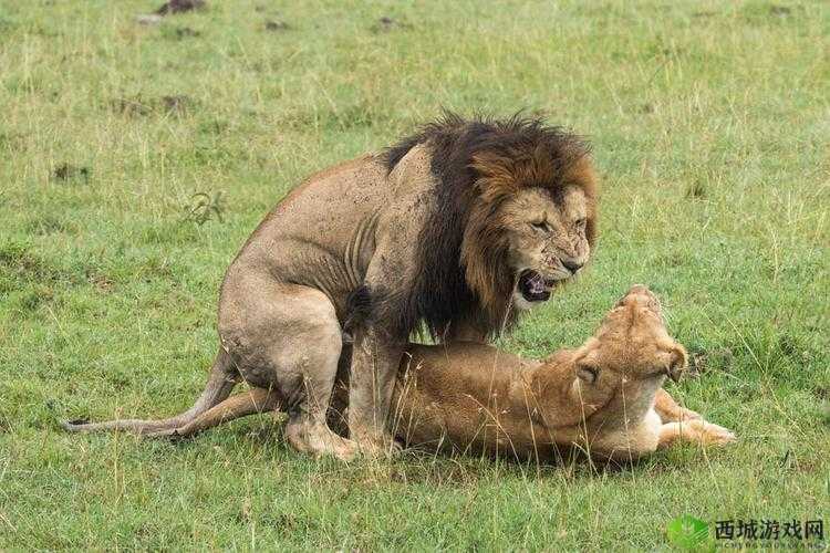 日韩 MN 交配相关话题探讨