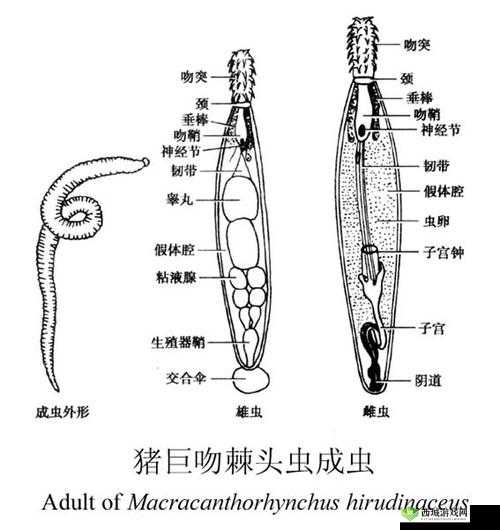 泰拉瑞亚血腥棘虫位置及属性掉落介绍
