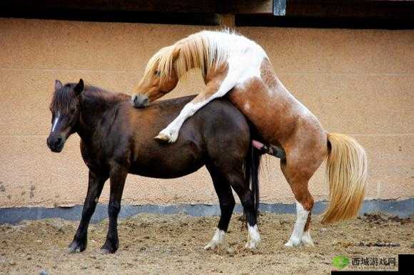 探索人马配种技术奥秘：揭秘繁殖过程