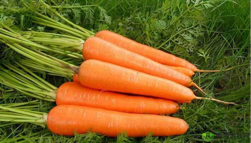 琪琪色大香蕉：美味与健康的完美结合