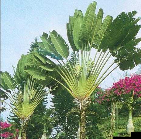 旅人蕉天堂鸟的区别视频：两者大不同