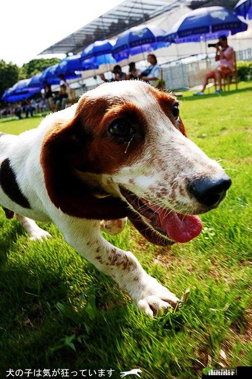 俄罗斯兽皇：揭秘神秘力量的秘密