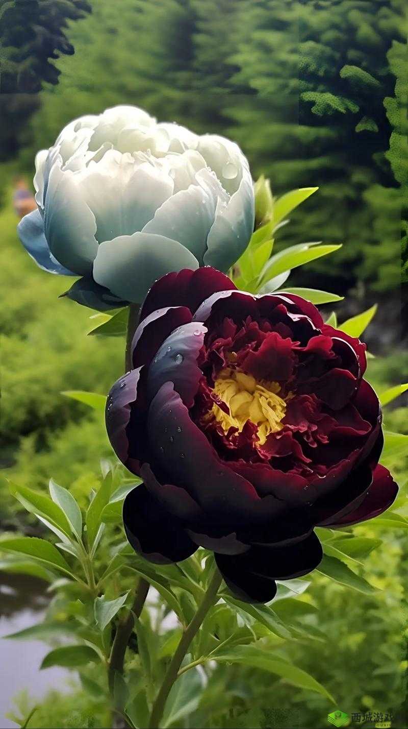 牡丹色主线最新主线：震撼来袭