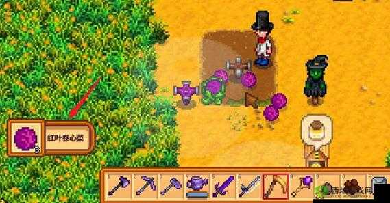 星露谷物语中卷心菜的用途及价值全方位深度解析