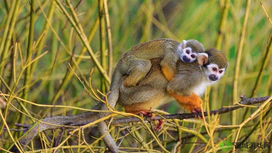 两只猴子可以成为夫妻吗:探寻动物间的情感关系