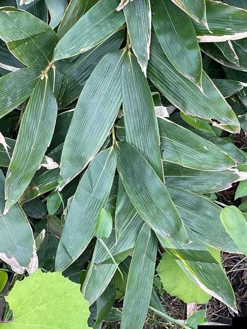 阴阳师包粽子的叶子不包括啥 6 月 18 日包粽子的叶子答案大揭秘