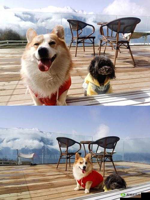 ZOOMSERVO 兽狗牧场不限次数观看畅享