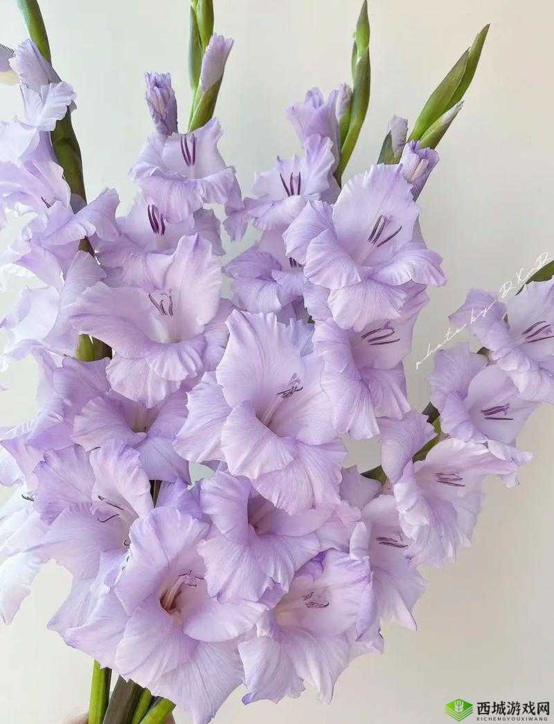 FGO剑兰突破材料览表剑兰技能满级所需材料剑兰技能突破材料详情