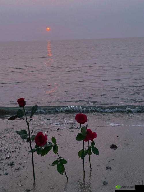 海浪中的玫瑰：刺客契约之许文蔷的传奇之旅