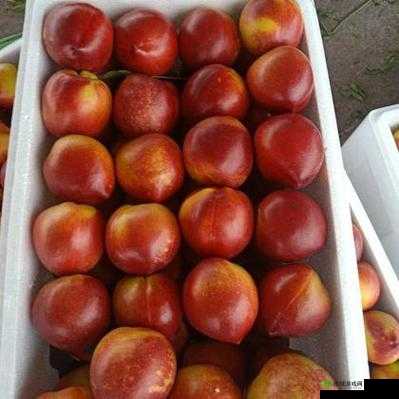 无人一区二区区别是什么红桃：探寻其背后真相