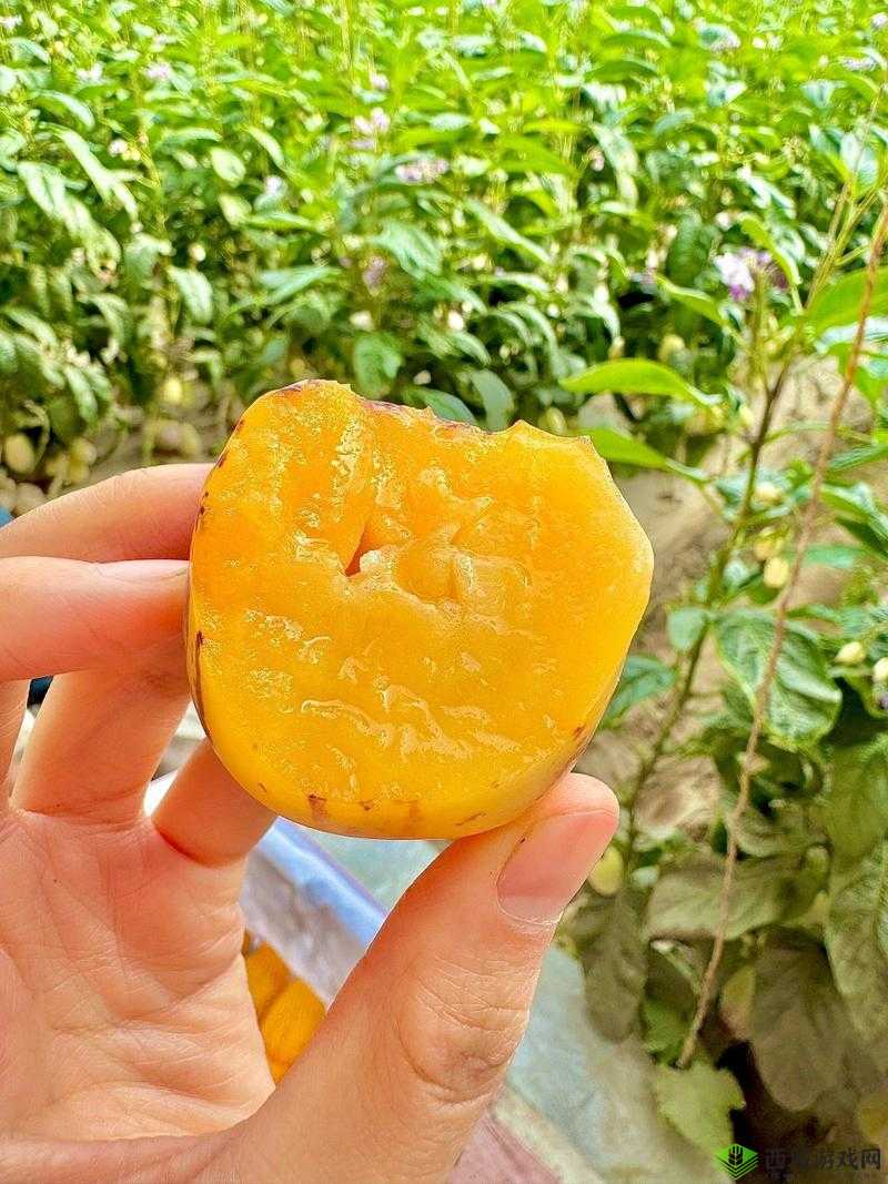 全民斗战神：探索神灵蕴获取与提升人参果树种植技巧攻略指南