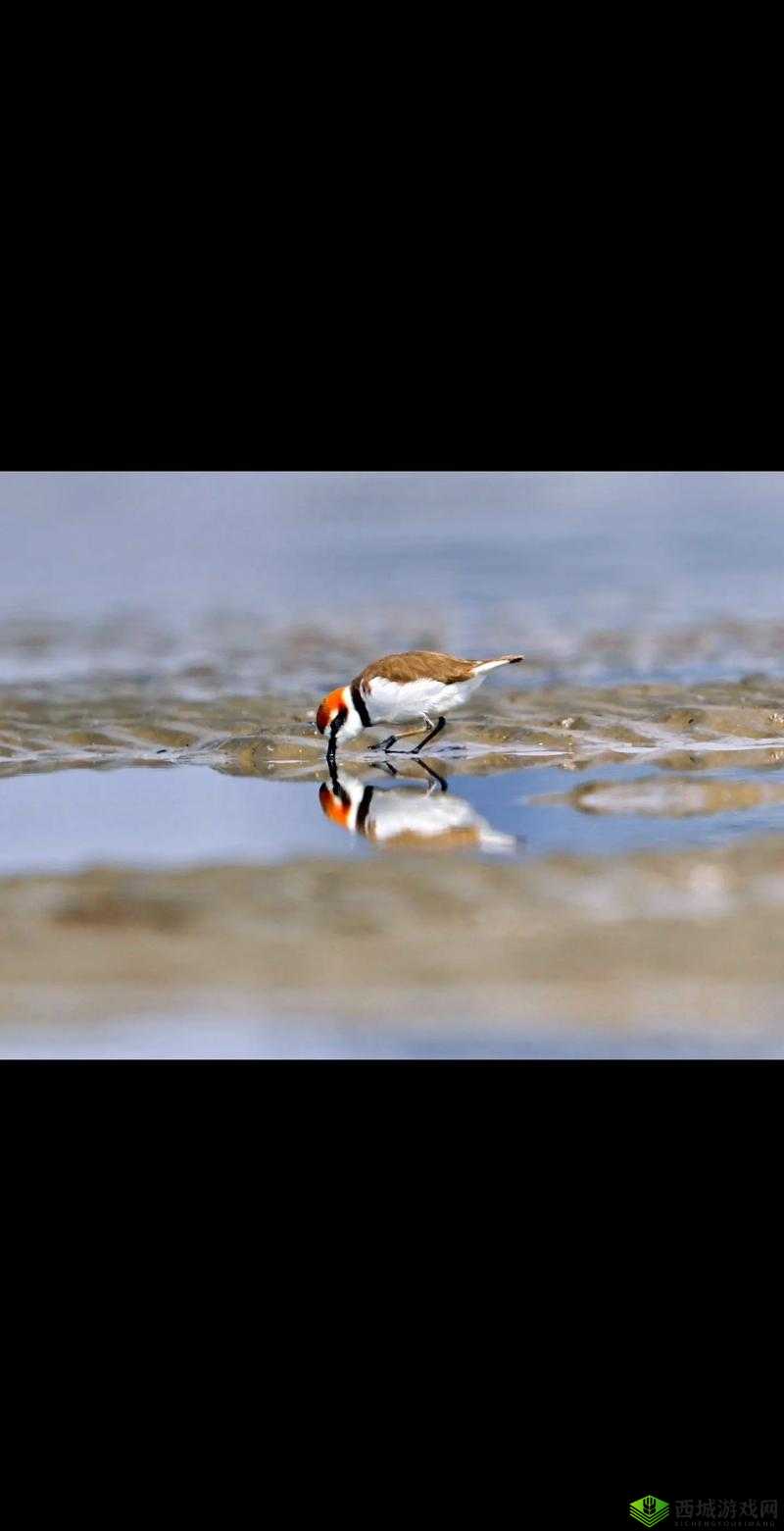 狼王颈环无坚不摧 月新英雄狂猎觉醒讲解