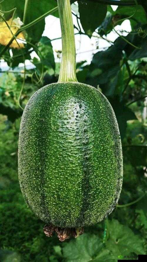 草莓视频无限看：畅享丝瓜视频丝瓜视在线观看