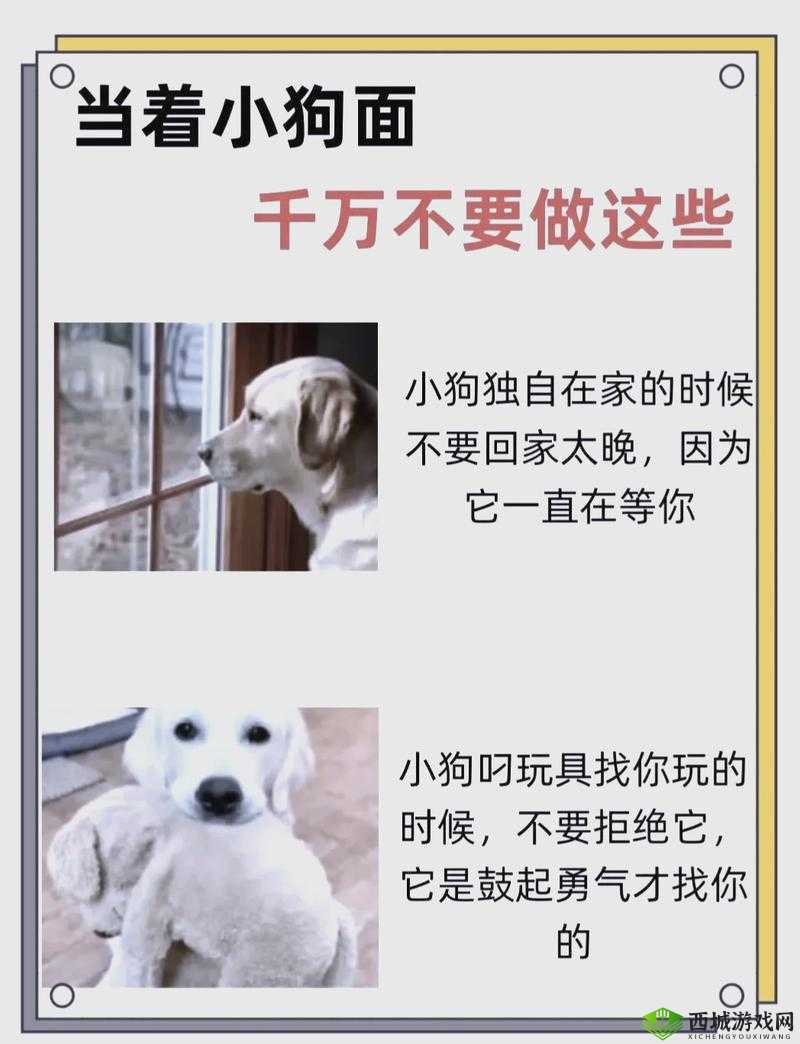 狗 Zoom 和人类 Zoom 哪个好：分析与比较