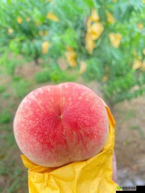多汁甜美:日本水蜜桃身体的诱人魅力