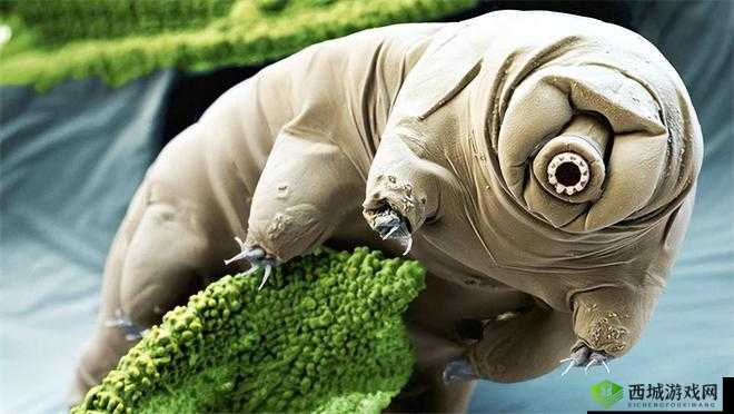 日本ZOOM 动物：奇特的存在