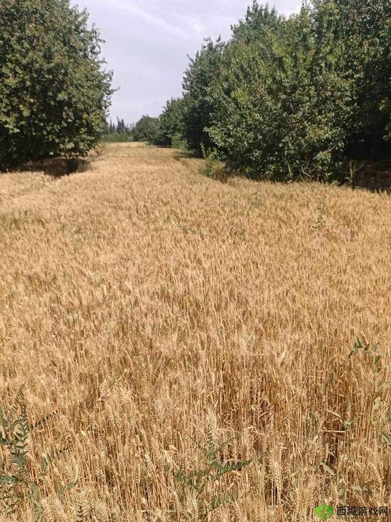 兄弟换麦子 4：别样故事演绎