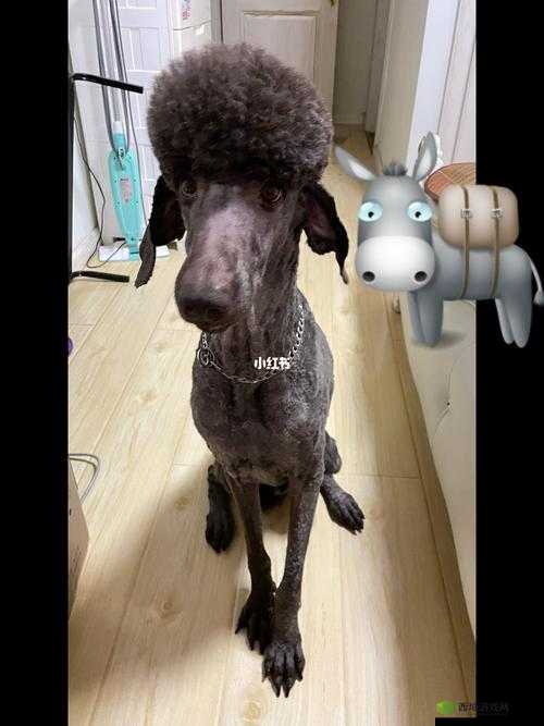 傻大壮长着像驴一样的东西究竟为何