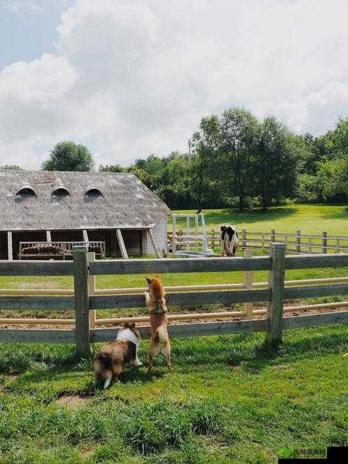 ZOOMSERVO 兽狗牧场：独特的养殖模式