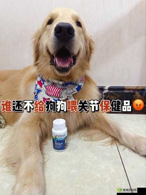 人狗胶配方大全图片：详细介绍与使用方法