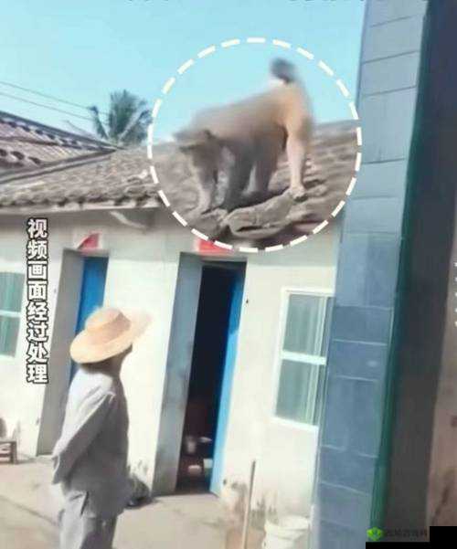 二人生猴子的全程无盖被子:这是咋回事