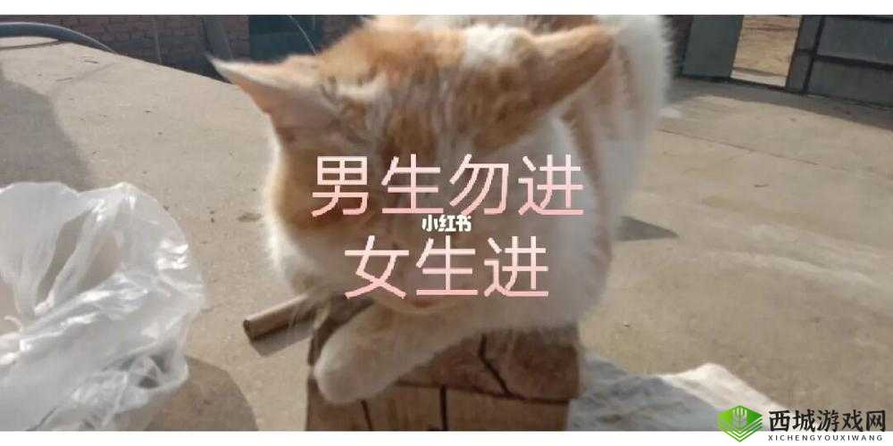 女生与男生一起努力生猴子:爱的目标