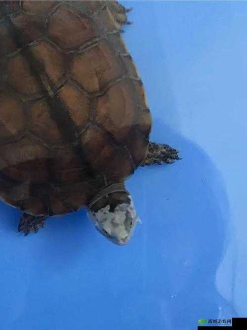 男士龟的头边上有一圈白色是什么:可能的原因及解决办法