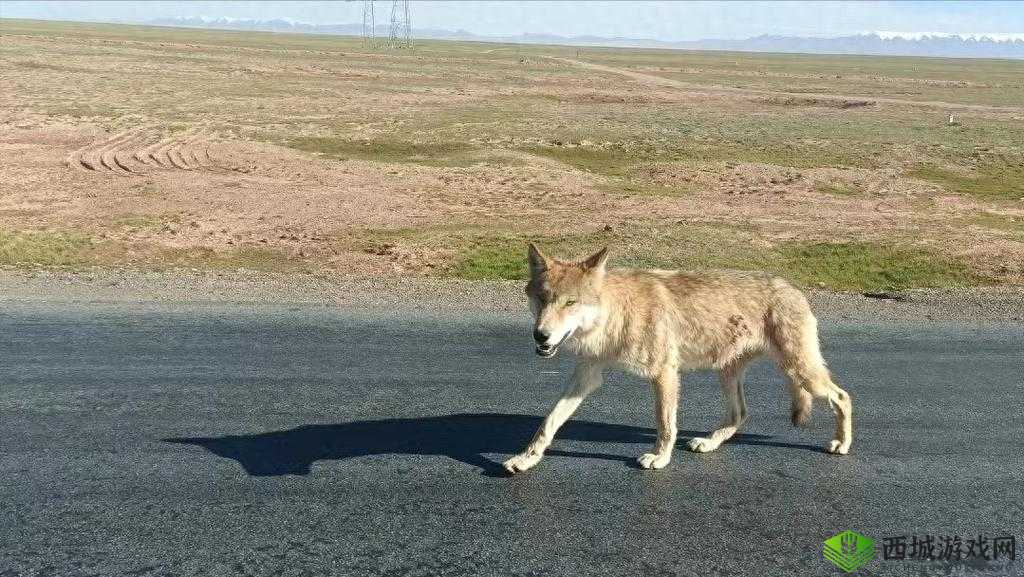 老狼在无人区的表现：孤独求生
