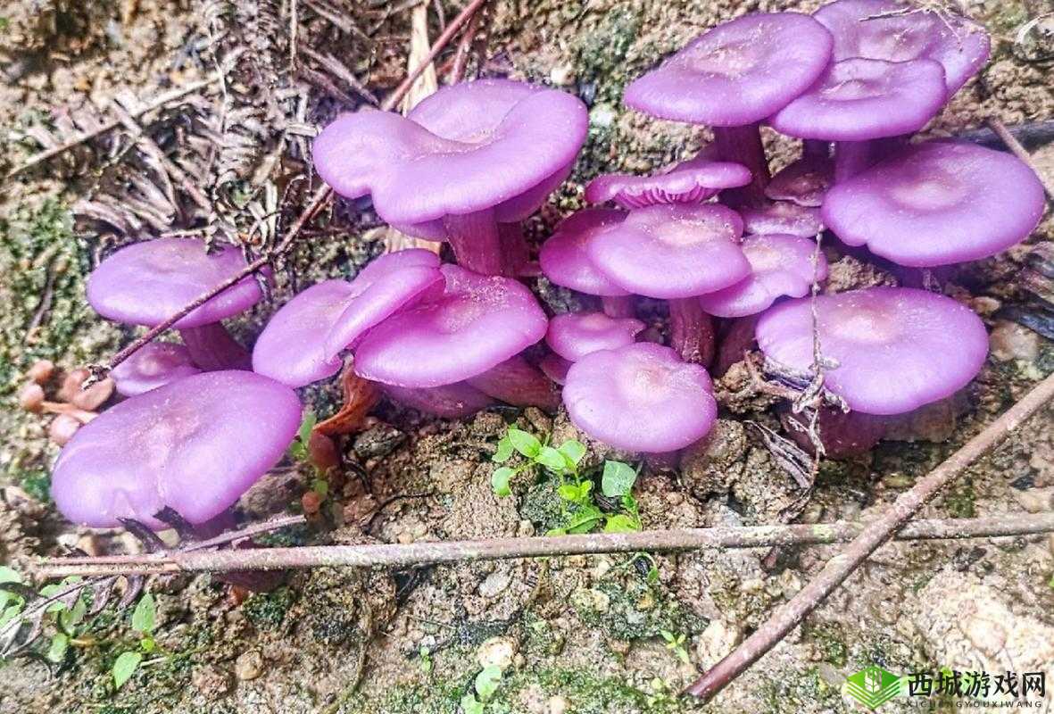 紫色的蘑菇根很粗大能吃吗：到底能不能吃