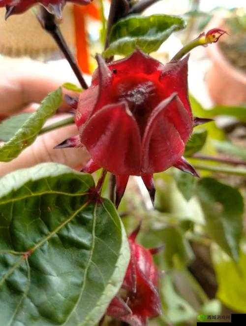 红桃国际一起草的毒性有多强: