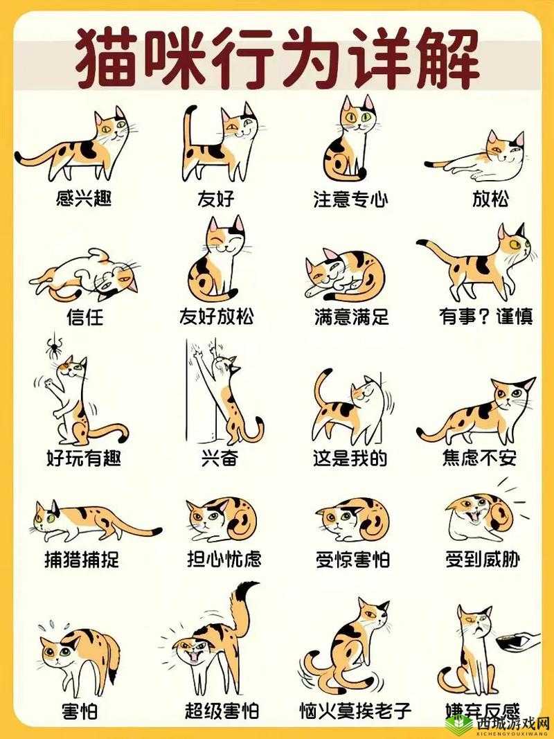 猫咪社交:探索猫咪之间的交流与互动