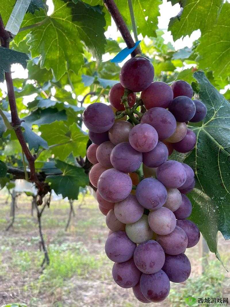 葡萄夹取：确保葡萄不烂不掉