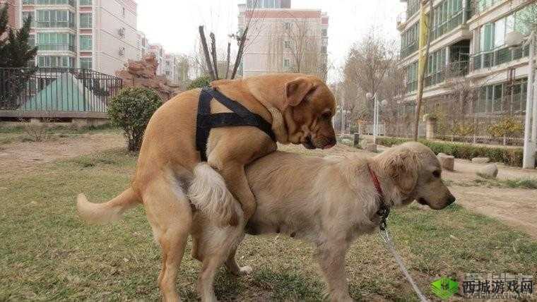 成年人黄色大片:精彩绝伦不容错过