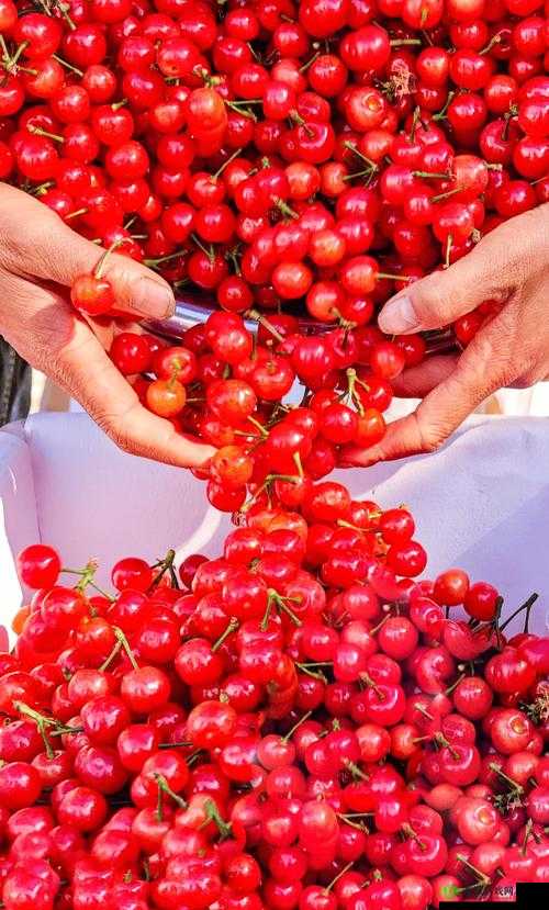 136 小辣椒樱桃导航福利：畅享精彩福利